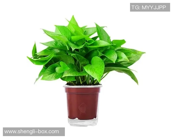 盆栽绿意生活：如何通过家居植物营造舒适自然的室内环境